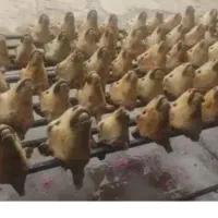 کله پاچه پاک میکنم باسیرابی پاک میکنم هرعددباشه