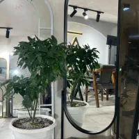 مرکز پخش آینه قدی در مازندران