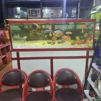 اکواریوم ماهی اب شور دیسکس ابشور انجل گوپی