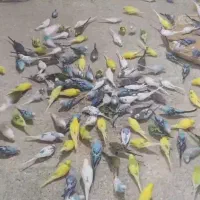 مرغ عشق فنج عروس قناری برزیلی گرین چیک قناری