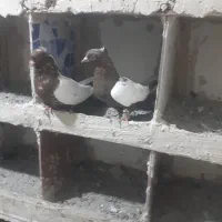 سینه ای