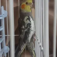 عروس هلندی نر