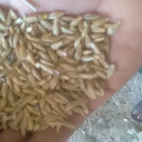 جو محلی کیلویی ۷۰
