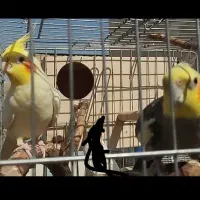 عروس هلندی نر و ماده