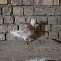 نر شازده هما