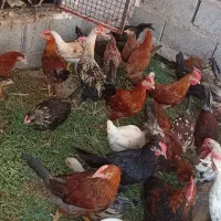 جوجه محلی
