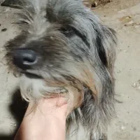 پاکوتا