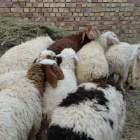 ۱۵تا بره ماده وزن ۳۰تا ۳۵کیلو قیمت ۵۶۵۰۰۰