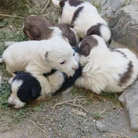 سگ خانگی