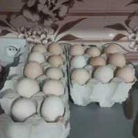 تخم مرغ