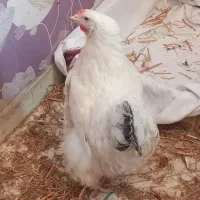 نیمچه مرغ و خروس برهما معاوضه با مرغ لاری