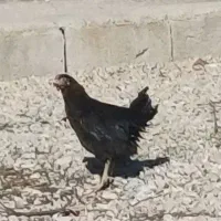 جوجه خروس محلی ومرغ بارو تازه کشت روز