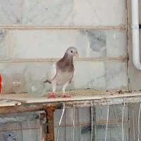 کفتر رنگی پلاکی