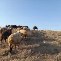گوسفند فروشی