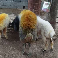 قوچ