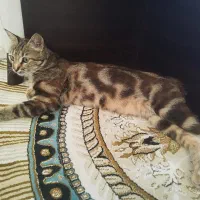 واگذاری گربه مادر( با یه بچه ) بسیار زیبا
