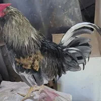 خروس