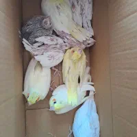 عروس