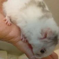 همسستر|موش و خرگوش|ابریشم, |دیوار