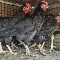 جوجه خروس سیاه پا سیا محلی اصل جوجه مرغ مرغ وخروس