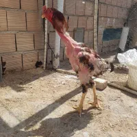 مرغ و خروس
