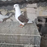 دوکت سرخ ۱۰به ۱۰ شوش
