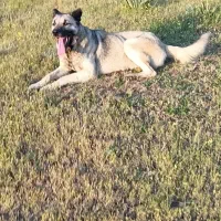 سگ سرابی