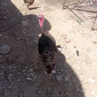 پرنده