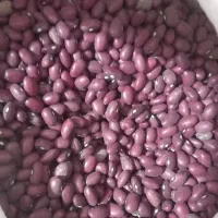 لوبیا قرمز