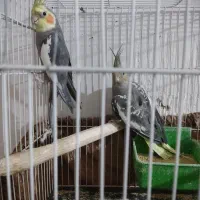عروس هلندی