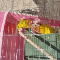 طوطی برزیلی فیشر طلایی