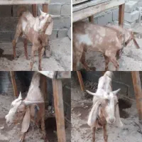 کهره نر فروشی ۳۰تومن
