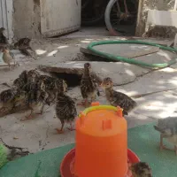 جوجه بوقلمون. برنزه وجه مرغ گلپایگان