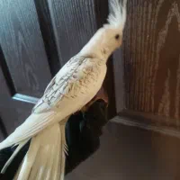 عروس هلندی