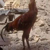 خروس لاری