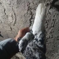 فروش کبوترباسلام خ