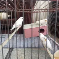 5 عدد مرغ عشق جوان از نژاد مولد