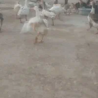 غاز