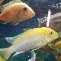 ماهی سیکلید آفریقایی صورتی و ماکرو زرد
