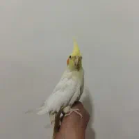 عروس هلندی لوتینو