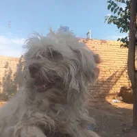 سگ پا کوتاه