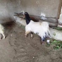 کهره نر