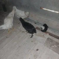 جوجه کاکول دار وپاپر رسمی