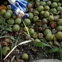 فروش باغ گردو