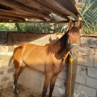 اسب|اسب و تجهیزات اسب‌سواری|دزفول, |دیوار