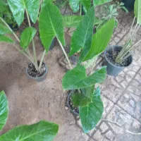 حراج باباادم فقط ۱۵۰ تا دوشنبه