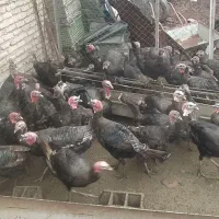 فروش بوقلمون برنز