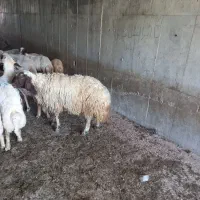 ورن ۳ ساله به فروش می‌رسد