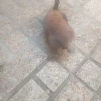 خرگوش لوپ