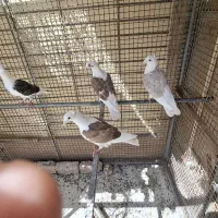 کبوتر پشت گراف (کویتی) کاکلی